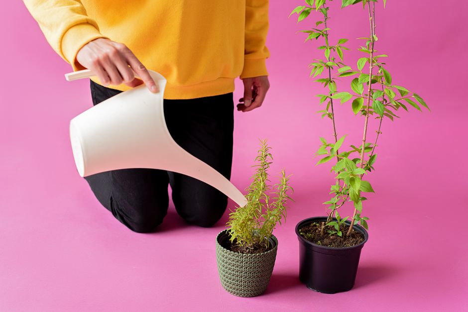 A person in a yellow sweater watering potted plants against a vibrant pink backdrop.